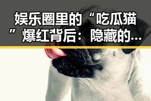 娱乐圈里的“吃瓜猫”爆红背后：隐藏的趣味与影响