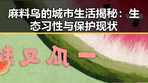 麻料鸟的城市生活揭秘：生态习性与保护现状
